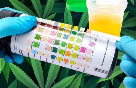 local companies dropping pot from drug tests|marijuana testing in the news.